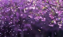 在线观看落花有声